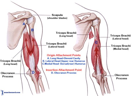 Triceps-Brachii